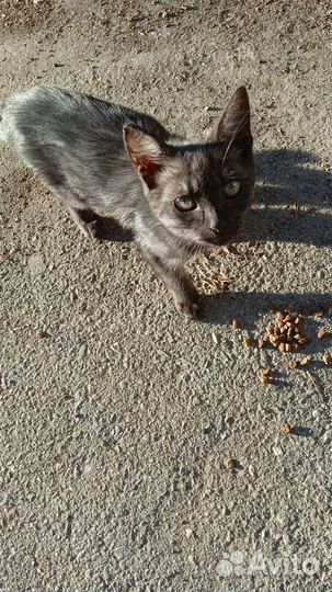 Кошки в беде