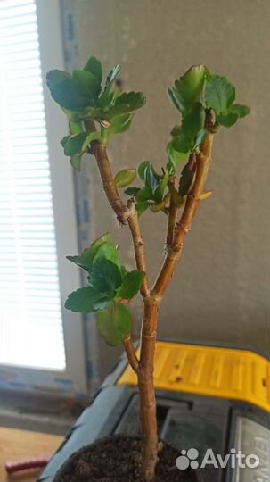 Комнатные растения