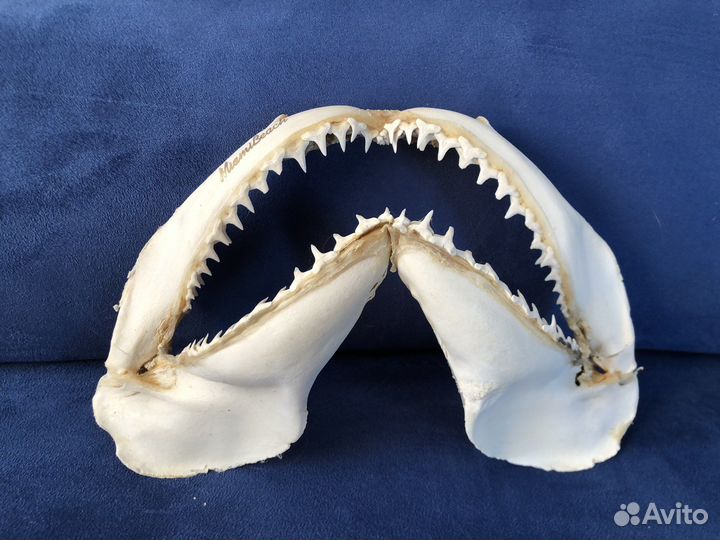 Челюсти акулы