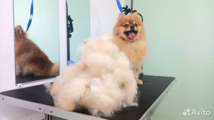 Стрижка собак