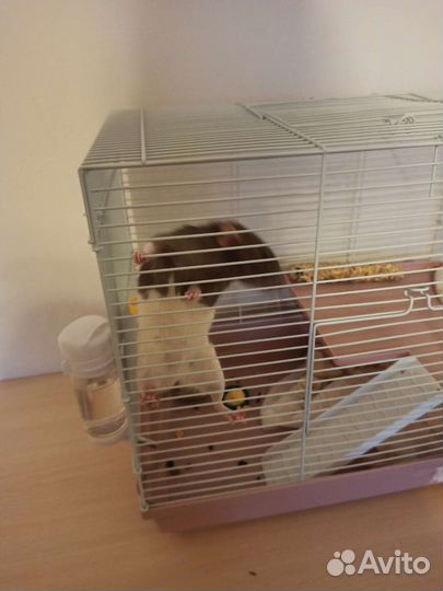 Передержка грызунов, собак