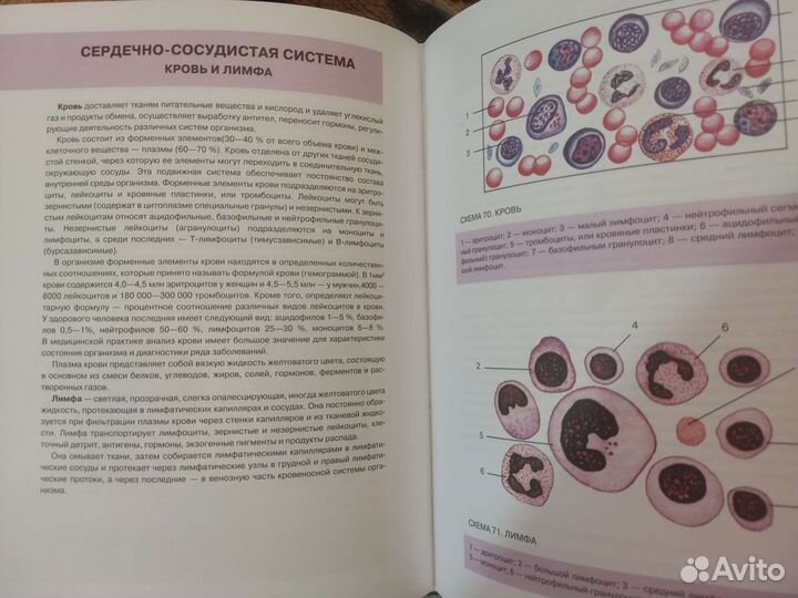 Атлас анатомии человека Р. Самусева/В. Агеева