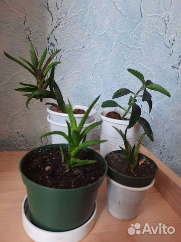 Алое (суккулент) и каланхоэ лечебное