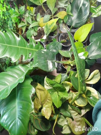 Много комнатных цветов