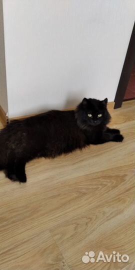 Кот брутал в добрые руки