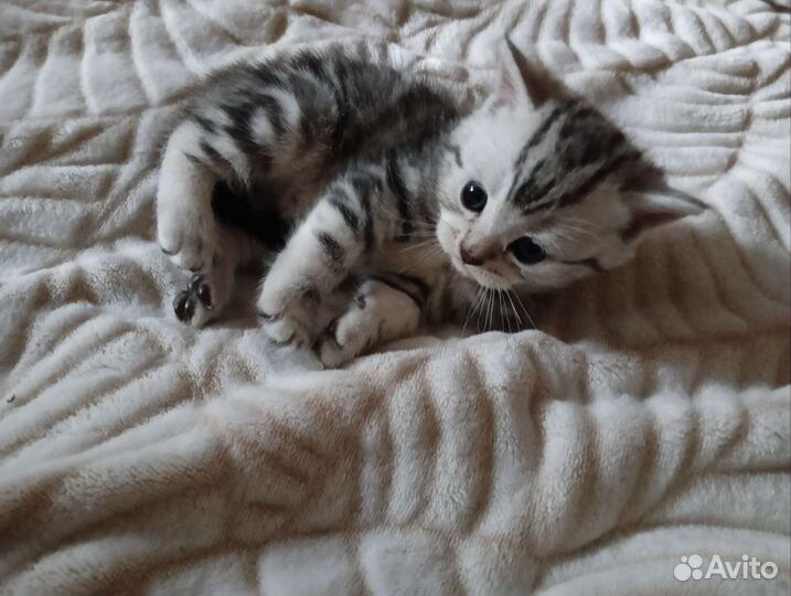 Британские котята
