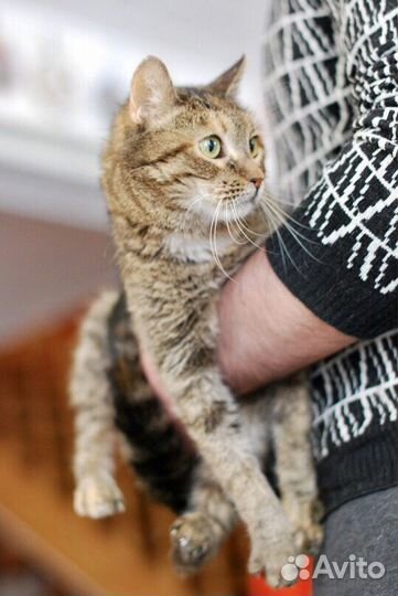 Царевна - чудесная девочка в дар