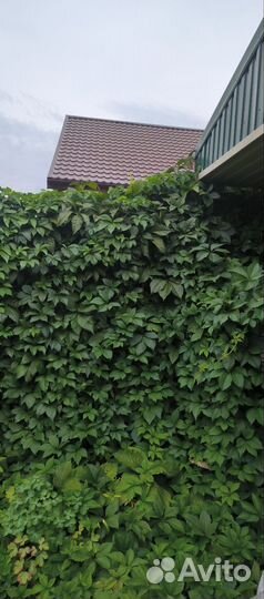 Девичий виноград