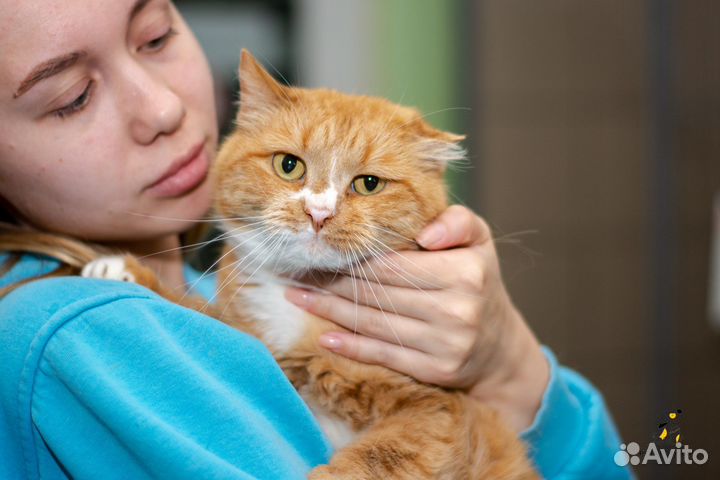 Милый Фенхель ищет дом