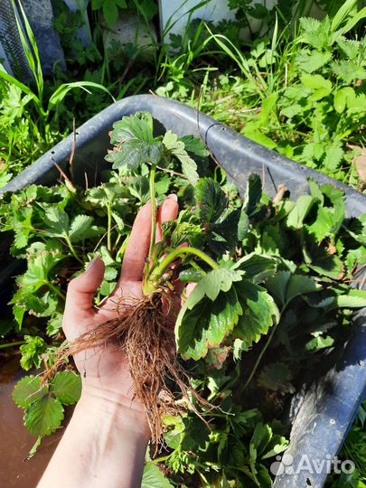 Рассада земляники ремонтантной