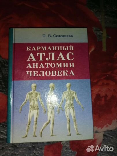 Анатомия человека