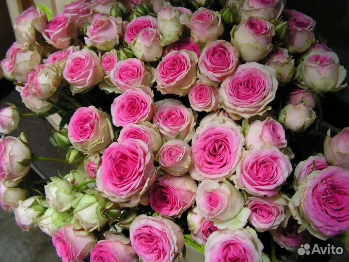 Саженцы роз Мими Эден