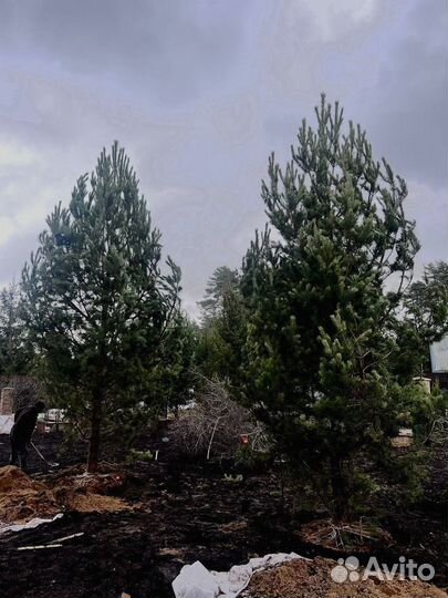 Ель 3.75 метра