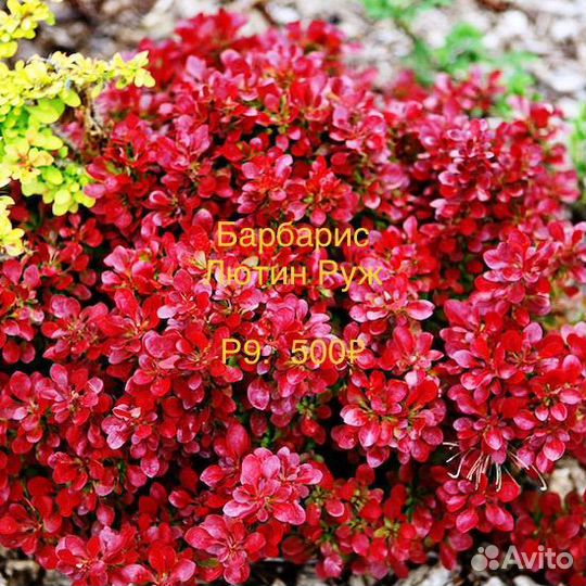 Барбарис Голден Ринг и другие