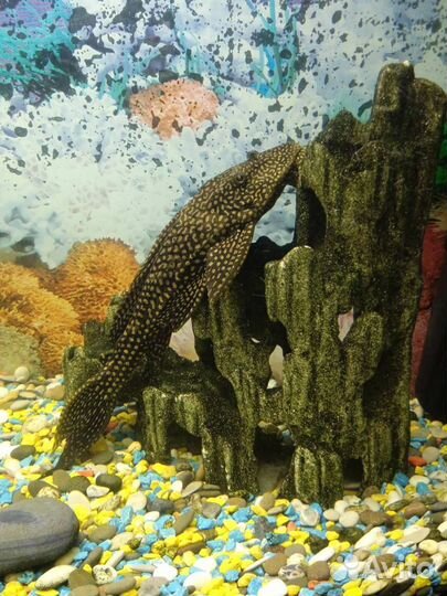 Сом птеригоплихт (парчовый сом)