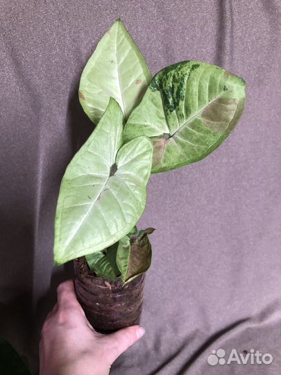 Сингониум яичница, дабл вар, мозаик, и др