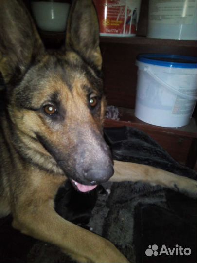 Прода мщенков