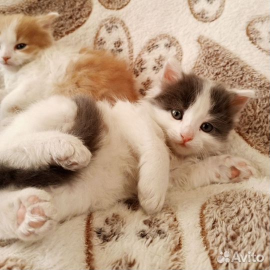 Котята бесплатно