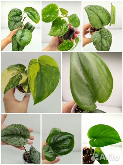 Сциндапсусы 8 сортов