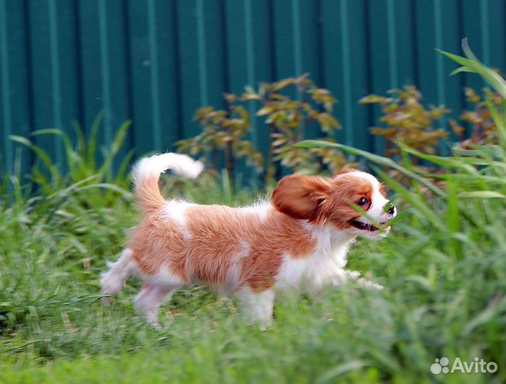 Кавалер кинг чарльз спаниель девочка пэт