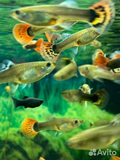 Аквариумные рыбки