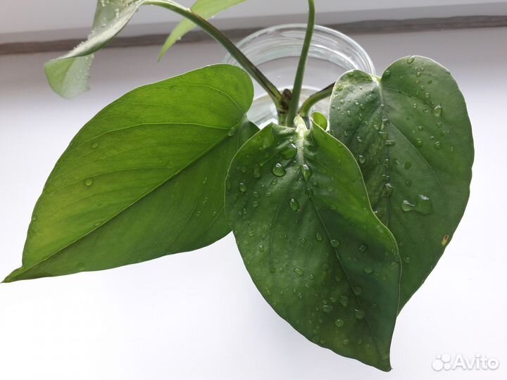 Эпипремнум Марбл Квин