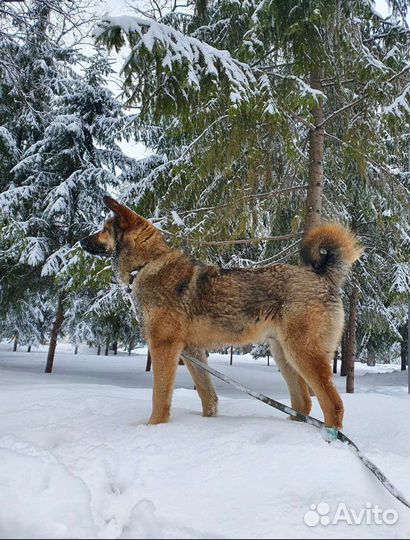 Собака ищет дом