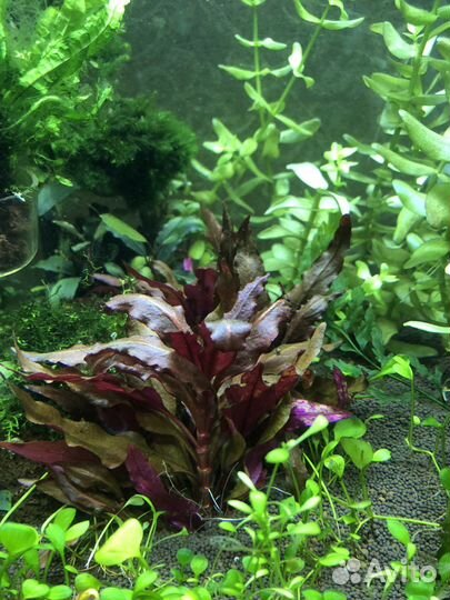 Альтернантера mini