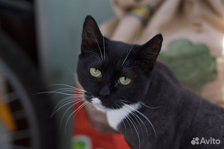 Задумчивая София (кошка)