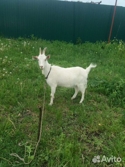 Козы помесь Альпийской и Зааненской