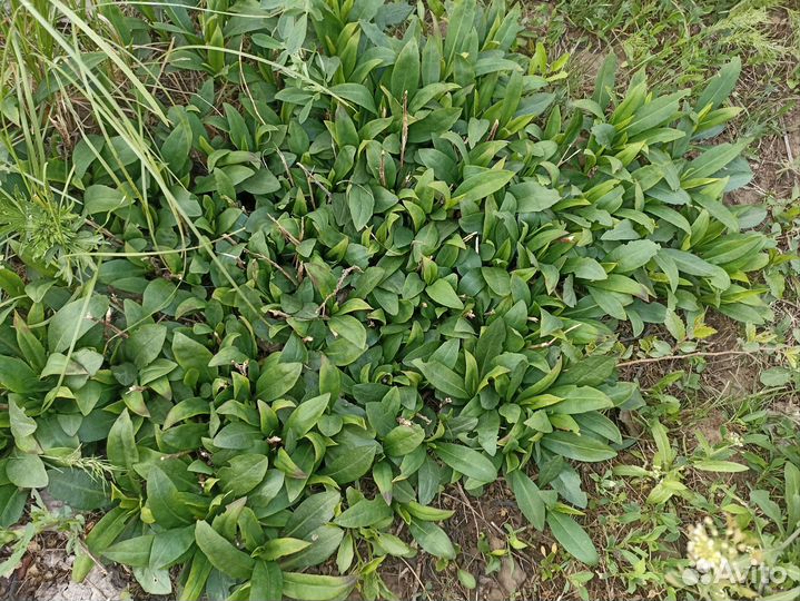 Сентябрины бордюрные