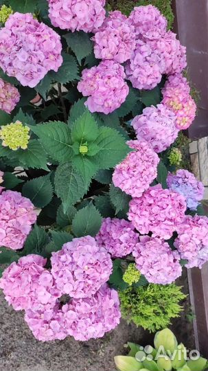 Гортензия крупнолистная черенки