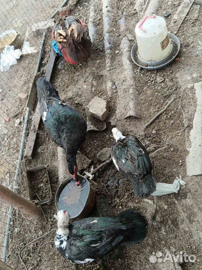 Утки индоутки чешские шептуны