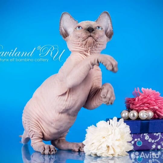 Шикарный мальчик канадский сфинкс