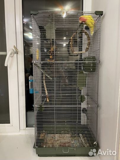 Попугай неразлучник с клеткой