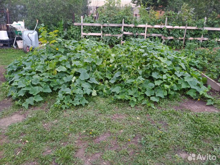 Домашние заготовки, грузди соленые