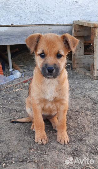 Щенок в добрые руки бесплатно