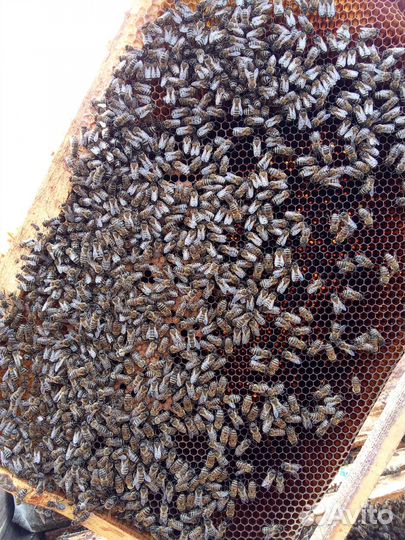 Пчелы на высадку