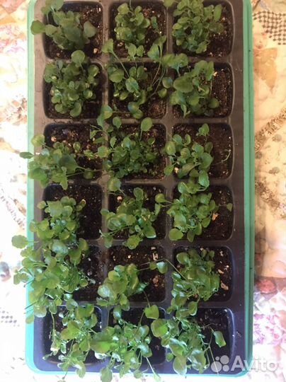 Рассада лобелии