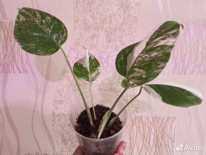 Монстера и др., добавляем