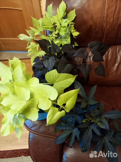 Ипомея батат