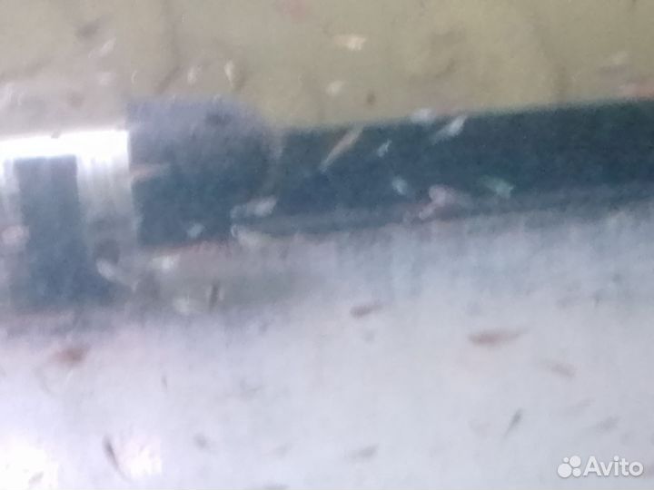 Аквариумные улитки