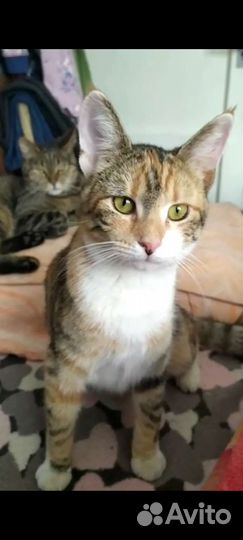 Молоденькая трехцветная кошечка Анфиса