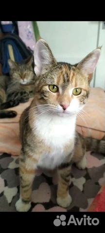 Молоденькая трехцветная кошечка Анфиса