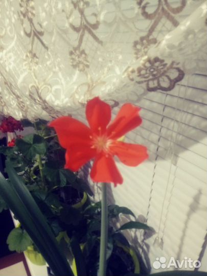 Гиппеаструм