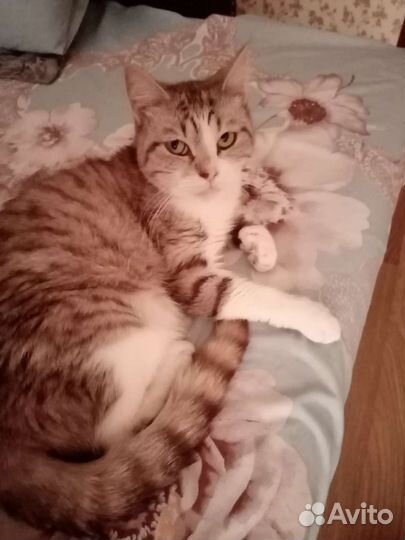 Кошка в добрые руки бесплатно