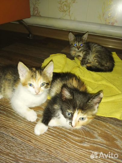 Котята в добрые руки. три девочки