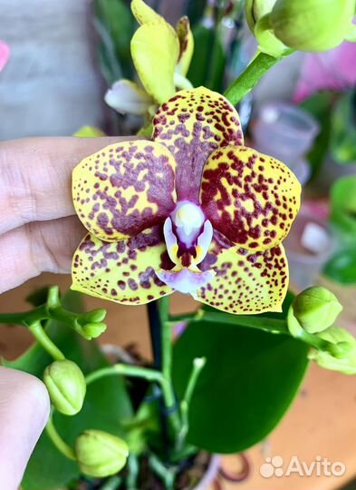 Орхидея фаленопсис