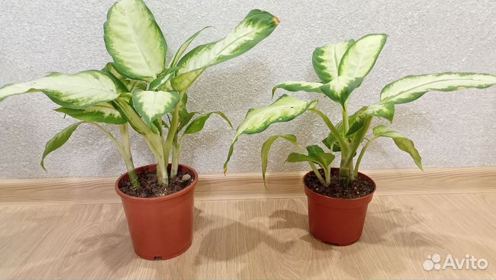 Диффенбахия Камилла