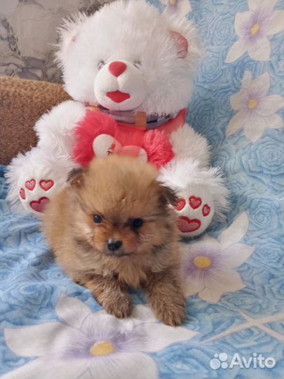 Девочка шпица миник